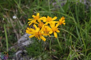 senecio abrotanifolius (1) (1200 x 800).jpg_product_product